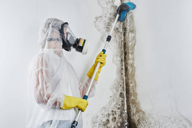 Best Post-Remediation Services in Anacoco, LA