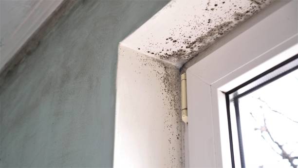 Best White Mold Remediation in Anacoco, LA