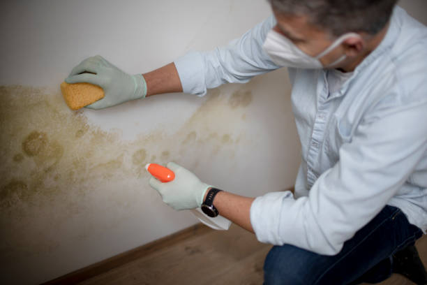 Best Mold Remediation for Specific Building Types in Anacoco, LA