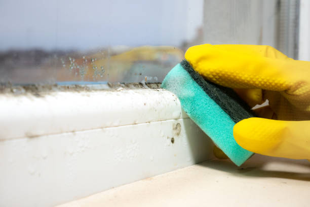 Best Bathroom Mold Remediation in Anacoco, LA