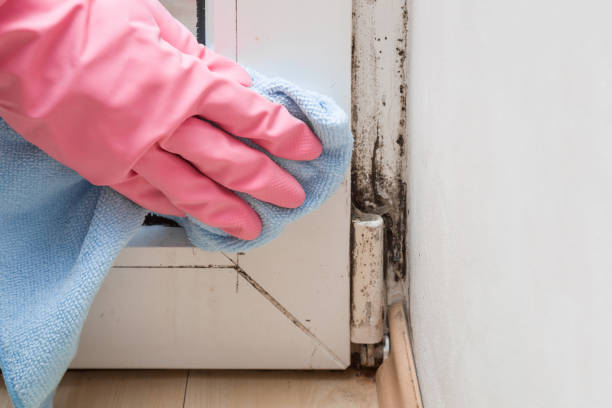 Best Crawl Space Mold Remediation in Anacoco, LA